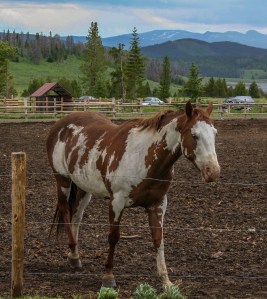 ranch horse