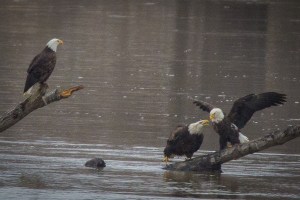eagle fight
