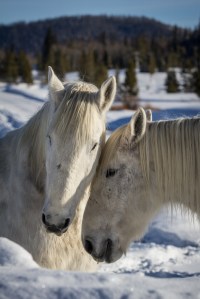 loving horses