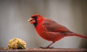 cardinal