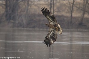 golden eagle
