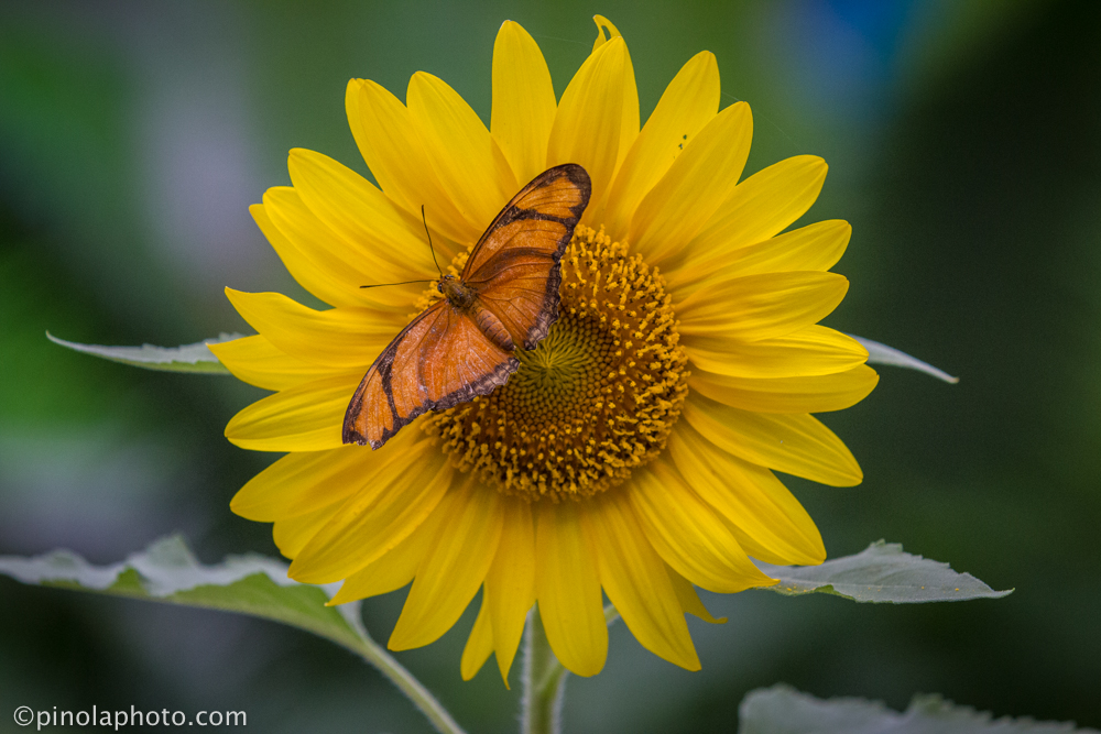 indy butterfly-5