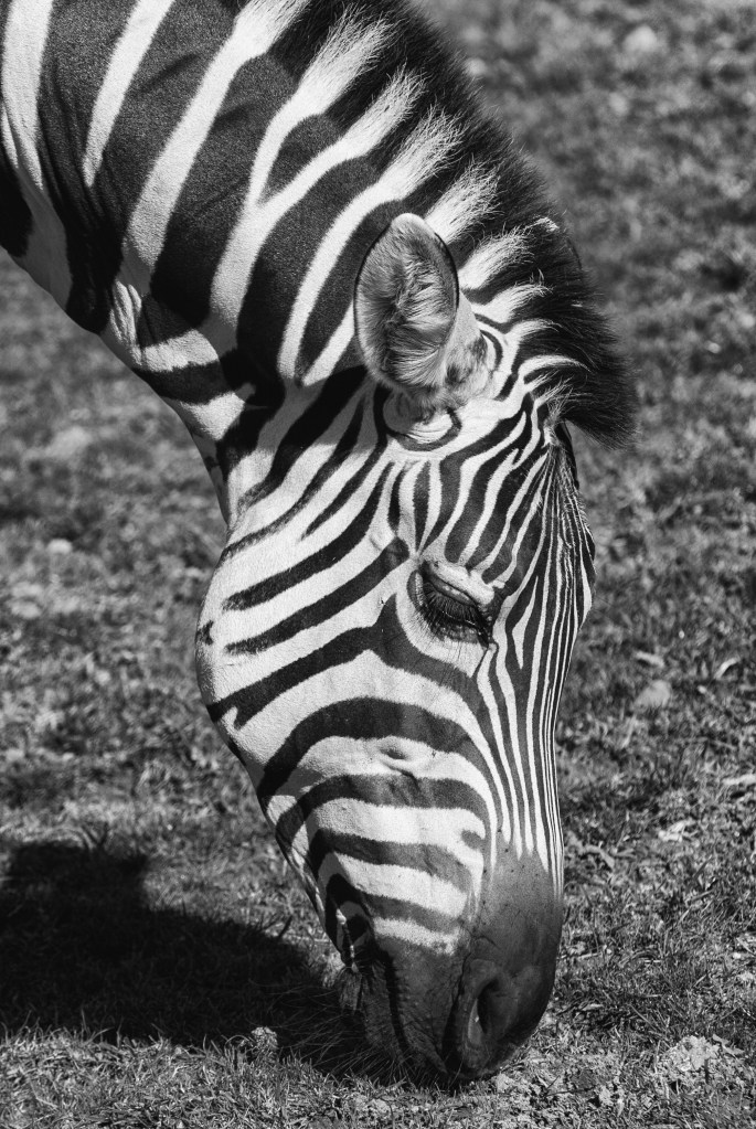 Full dynamic (smooth) Nik Software