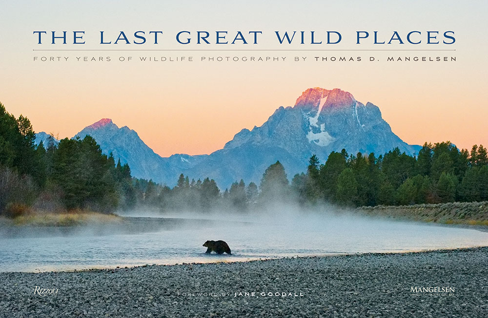 First Light - Grizzly Bear - Print - 3053